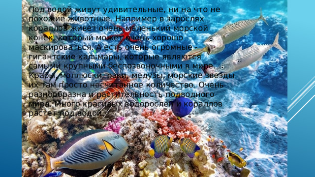 Под водой живут удивительные, ни на что не похожие животные. Например в зарослях кораллов живет очень маленький морской конек, который может очень хорошо маскироваться. А есть очень огромные - гигантские кальмары, которые являются самыми крупными беспозвоночными в мире. Крабы, моллюски, раки, медузы, морские звезды их там просто несчитанное количество. Очень разнообразна и растительность подводного мира. Много красивых водорослей и кораллов растет под водой.