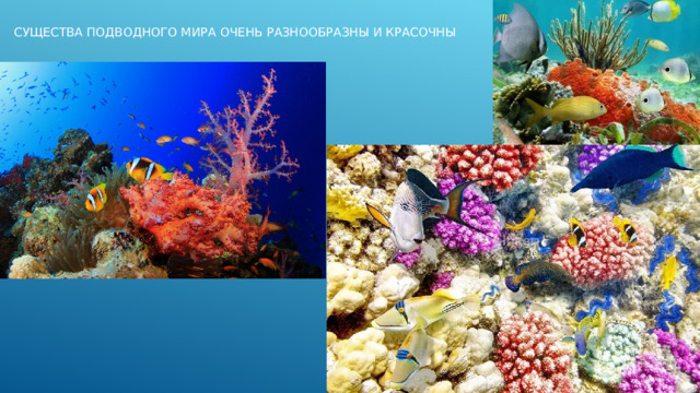 Существа подводного мира очень разнообразны и красочны