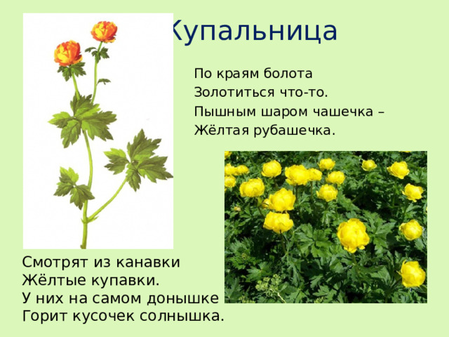 Купальница По краям болота Золотиться что-то. Пышным шаром чашечка – Жёлтая рубашечка. Смотрят из канавки Жёлтые купавки. У них на самом донышке Горит кусочек солнышка.