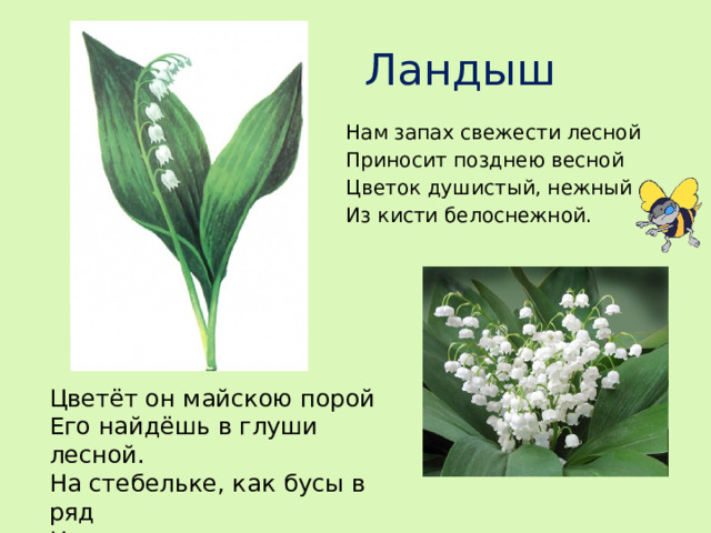 Ландыш Нам запах свежести лесной Приносит позднею весной Цветок душистый, нежный Из кисти белоснежной. Цветёт он майскою порой Его найдёшь в глуши лесной. На стебельке, как бусы в ряд Цветы душистые висят.