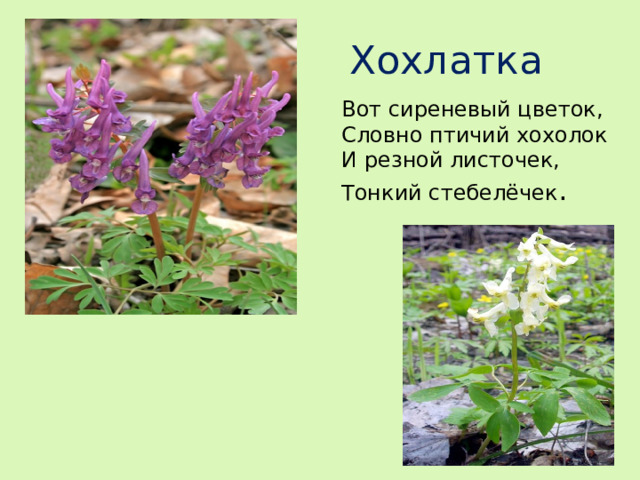 Хохлатка Вот сиреневый цветок, Словно птичий хохолок И резной листочек, Тонкий стебелёчек .