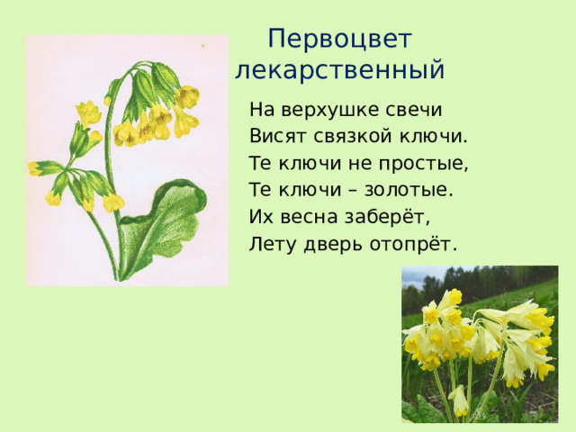 Первоцвет лекарственный На верхушке свечи Висят связкой ключи. Те ключи не простые, Те ключи – золотые. Их весна заберёт, Лету дверь отопрёт.