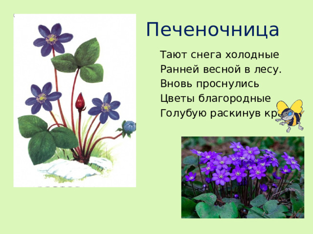 Печеночница Тают снега холодные Ранней весной в лесу. Вновь проснулись Цветы благородные Голубую раскинув красу.