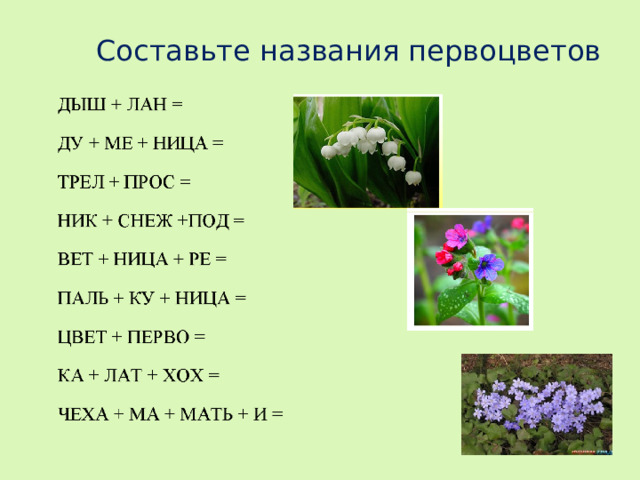 Составьте названия первоцветов