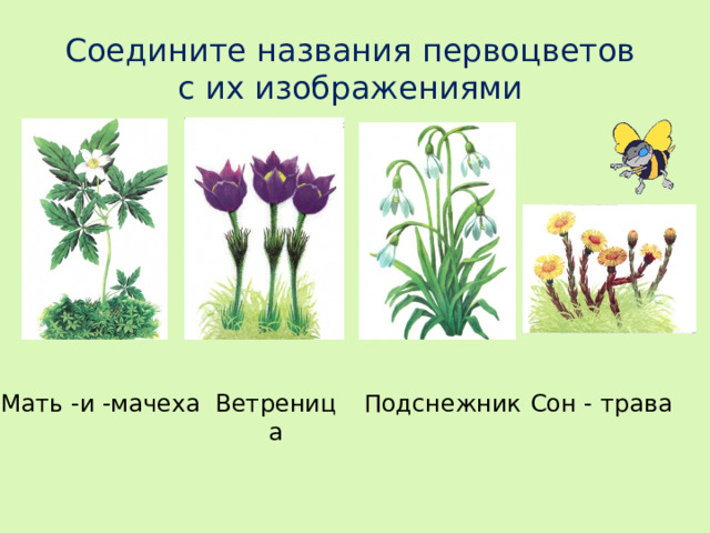 Соедините названия первоцветов с их изображениями Сон - трава Подснежник Мать -и -мачеха Ветреница