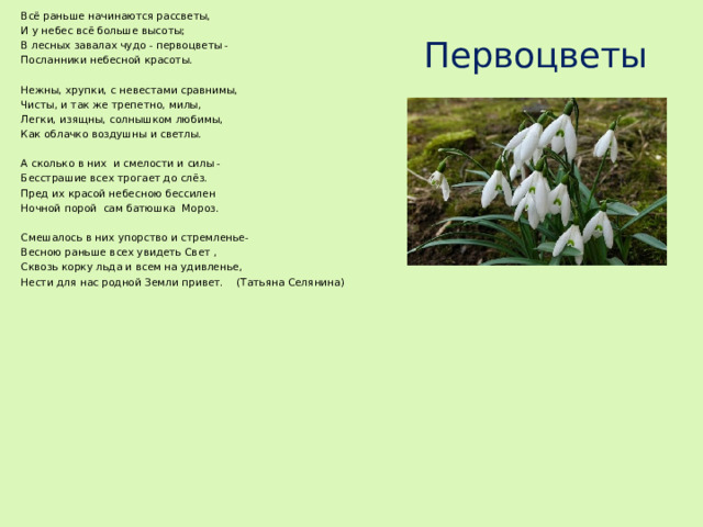 ­Всё раньше начинаются рассветы,  И у небес всё больше высоты;  В лесных завалах чудо - первоцветы -  Посланники небесной красоты.   Нежны, хрупки, с невестами сравнимы,  Чисты, и так же трепетно, милы,  Легки, изящны, солнышком любимы,  Как облачко воздушны и светлы. А сколько в них  и смелости и силы -  Бесстрашие всех трогает до слёз.  Пред их красой небесною бессилен  Ночной порой  сам батюшка  Мороз. Смешалось в них упорство и стремленье-  Весною раньше всех увидеть Свет ,  Сквозь корку льда и всем на удивленье,  Нести для нас родной Земли привет. (Татьяна Селянина)   Первоцветы