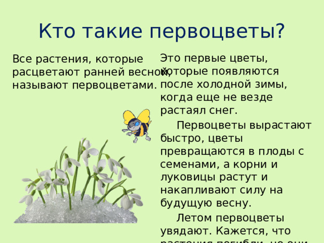 Кто такие первоцветы? Это первые цветы, которые появляются после холодной зимы, когда еще не везде растаял снег.  Первоцветы вырастают быстро, цветы превращаются в плоды с семенами, а корни и луковицы растут и накапливают силу на будущую весну.   Летом первоцветы увядают. Кажется, что растения погибли, но они спят и готовятся к новой весне. Все растения, которые расцветают ранней весной, называют первоцветами.