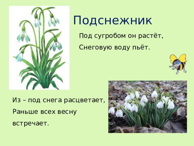 Подснежник Под сугробом он растёт, Снеговую воду пьёт. Из – под снега расцветает, Раньше всех весну встречает.