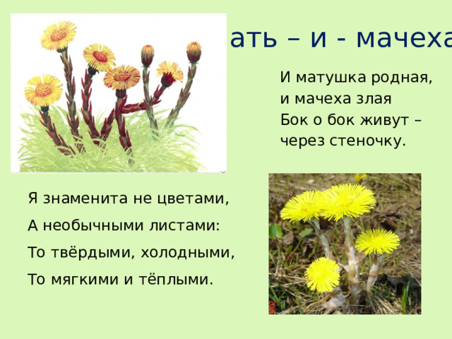 Мать – и - мачеха И матушка родная, и мачеха злая Бок о бок живут – через стеночку. Я знаменита не цветами, А необычными листами: То твёрдыми, холодными, То мягкими и тёплыми.