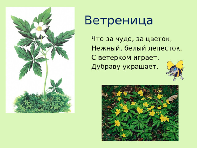 Ветреница Что за чудо, за цветок, Нежный, белый лепесток. С ветерком играет, Дубраву украшает.