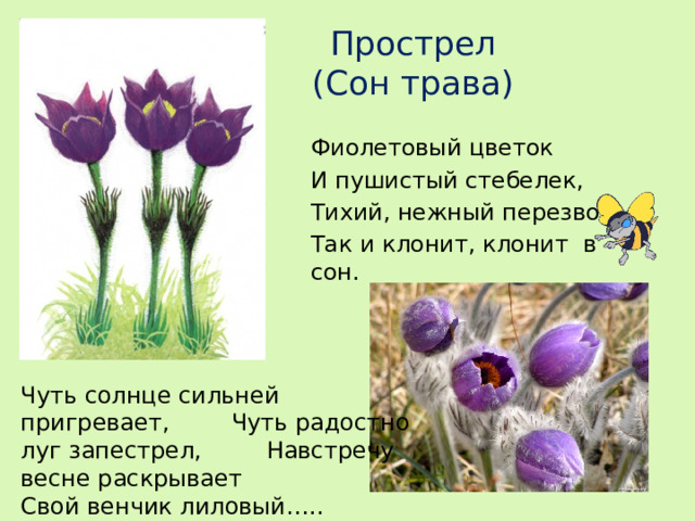 Прострел  (Сон трава) Фиолетовый цветок И пушистый стебелек, Тихий, нежный перезвон Так и клонит, клонит в сон. Чуть солнце сильней пригревает,  Чуть радостно луг запестрел,  Навстречу весне раскрывает Свой венчик лиловый…..