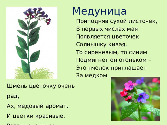 Медуница Приподняв сухой листочек, В первых числах мая Появляется цветочек Солнышку кивая. То сиреневым, то синим Подмигнет он огоньком – Это пчелок приглашает За медком. Шмель цветочку очень рад, Ах, медовый аромат. И цветки красивые, Розовые, синие!