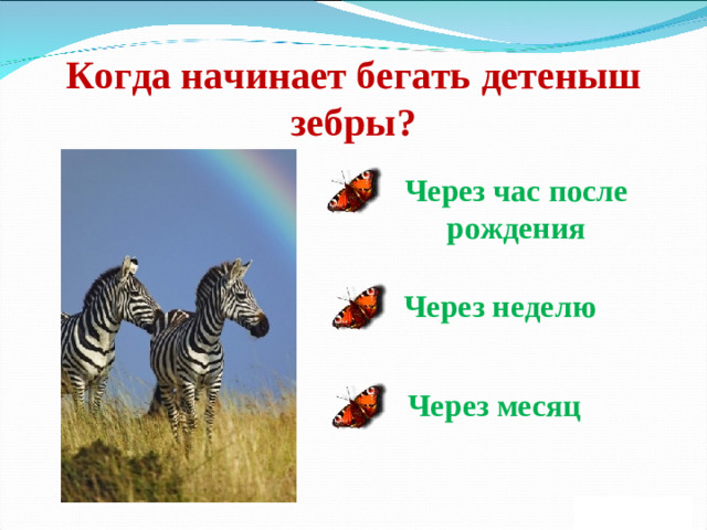 Когда начинает бегать детеныш зебры? Через час после рождения Через неделю Через месяц