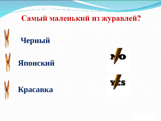 Черный Японский Красавка