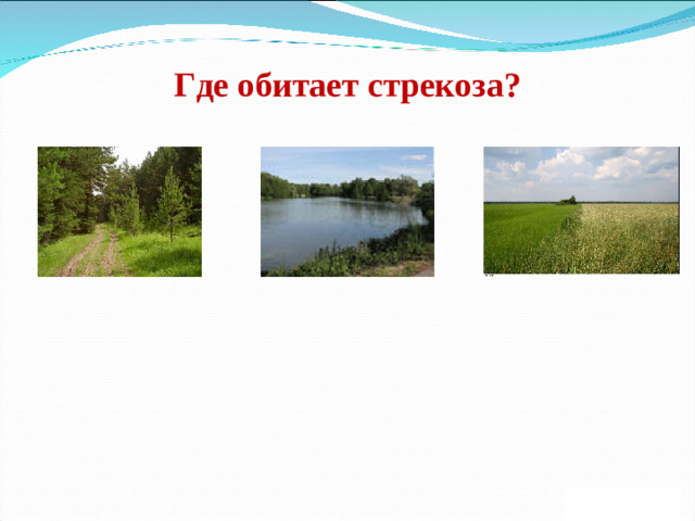 Где обитает стрекоза?