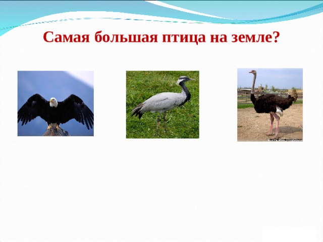 Самая большая птица на земле?