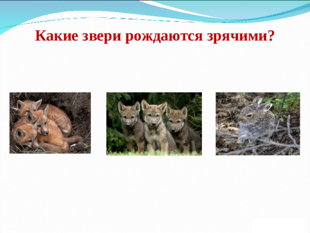 Какие звери рождаются зрячими?