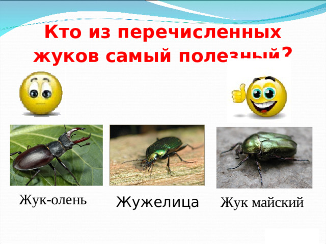 Кто из перечисленных жуков самый полезный ? Жук-олень Жук майский Жужелица