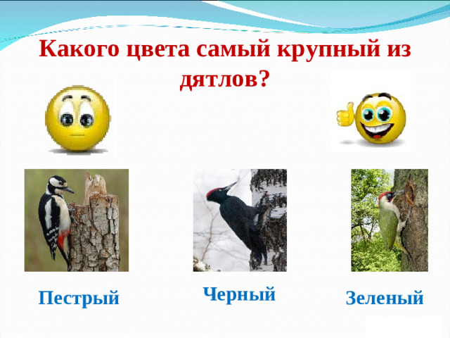 Какого цвета самый крупный из дятлов? Черный Пестрый Зеленый