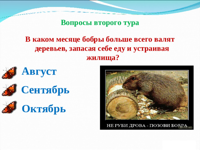 Вопросы второго тура В каком месяце бобры больше всего валят деревьев, запасая себе еду и устраивая жилища? Август Сентябрь Октябрь