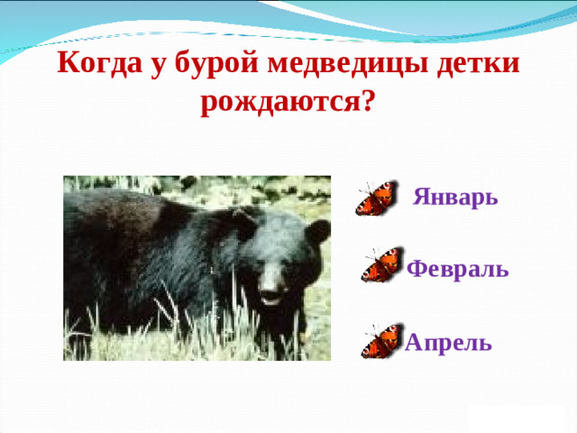 Когда у бурой медведицы детки рождаются? Январь Февраль Апрель