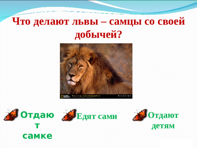 Что делают львы – самцы со своей добычей? Отдают самке Отдают детям Едят сами