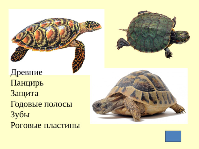 Древние Панцирь Защита Годовые полосы Зубы Роговые пластины