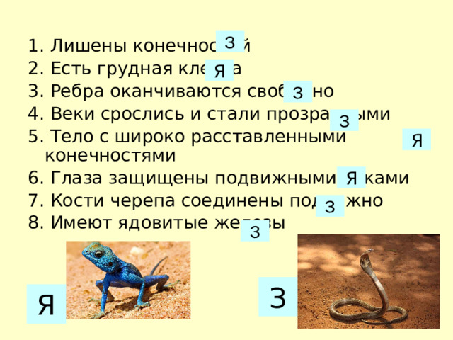 З 1. Лишены конечностей 2. Есть грудная клетка 3. Ребра оканчиваются свободно  4. Веки срослись и стали прозрачными  5. Тело с широко расставленными конечностями 6. Глаза защищены подвижными веками 7. Кости черепа соединены подвижно 8. Имеют ядовитые железы Я З З Я Я З З З Я