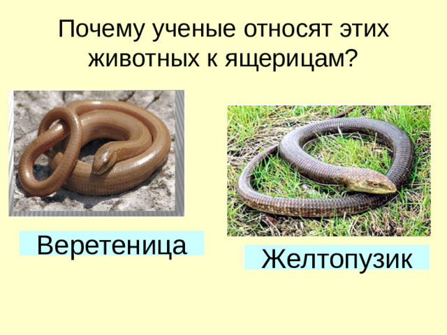 Почему ученые относят этих животных к ящерицам? Веретеница Желтопузик