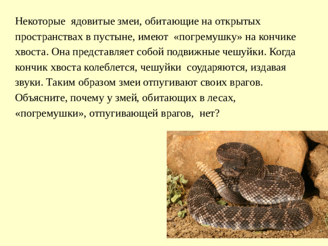 Некоторые ядовитые змеи, обитающие на открытых пространствах в пустыне, имеют «погремушку» на кончике хвоста. Она представляет собой подвижные чешуйки. Когда кончик хвоста колеблется, чешуйки соударяются, издавая звуки. Таким образом змеи отпугивают своих врагов. Объясните, почему у змей, обитающих в лесах, «погремушки», отпугивающей врагов, нет?