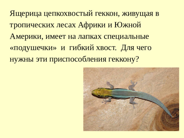 Ящерица цепкохвостый геккон, живущая в тропических лесах Африки и Южной Америки, имеет на лапках специальные «подушечки» и гибкий хвост. Для чего нужны эти приспособления геккону?