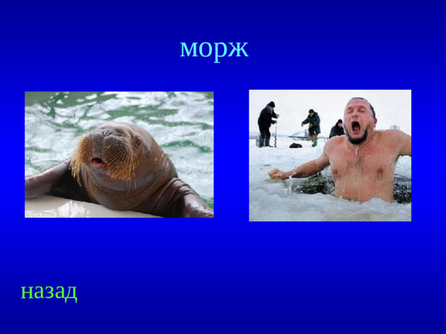 морж назад