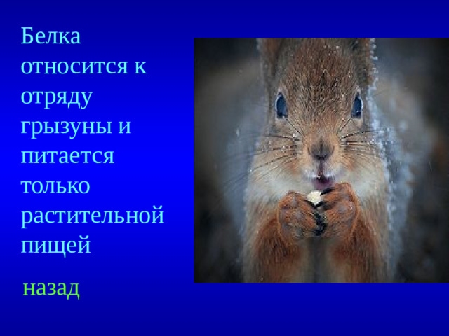 Белка относится к отряду грызуны и питается только растительной пищей назад