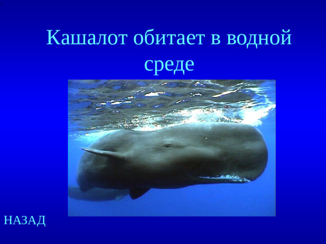 Кашалот обитает в водной среде НАЗАД