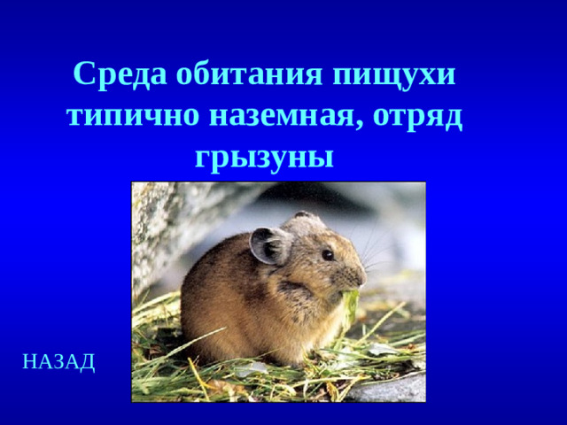 Среда обитания пищухи типично наземная, отряд грызуны НАЗАД