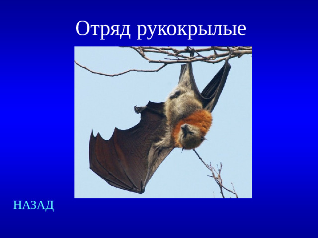 Отряд рукокрылые НАЗАД