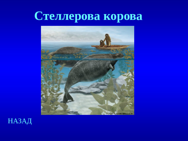 Стеллерова корова НАЗАД
