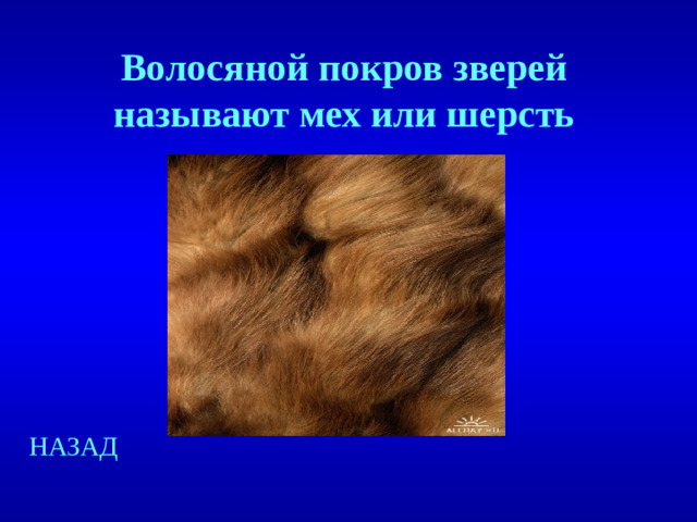 Волосяной покров зверей называют мех или шерсть НАЗАД