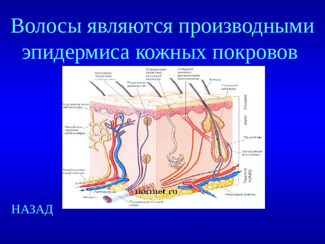 Волосы являются производными эпидермиса кожных покровов НАЗАД