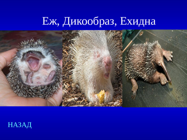 Еж, Дикообраз, Ехидна НАЗАД