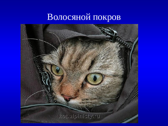 Поэтический вопрос: Необходимо расположить правую часть стихотворения в соответствии с левой Волосяной покров  500