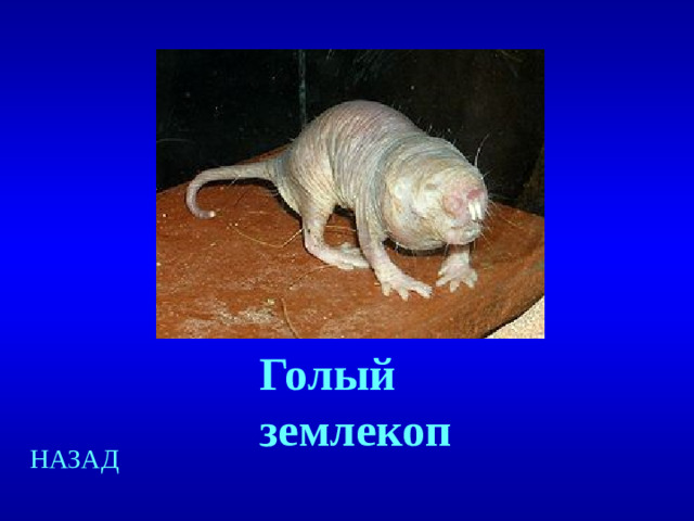 Голый землекоп НАЗАД