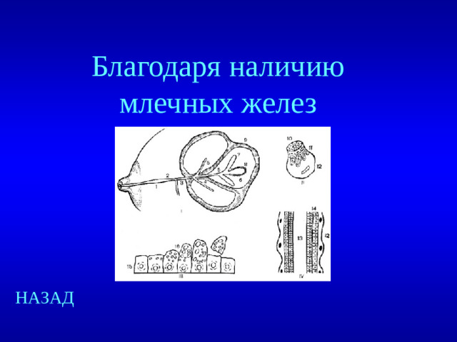 Благодаря наличию млечных желез НАЗАД