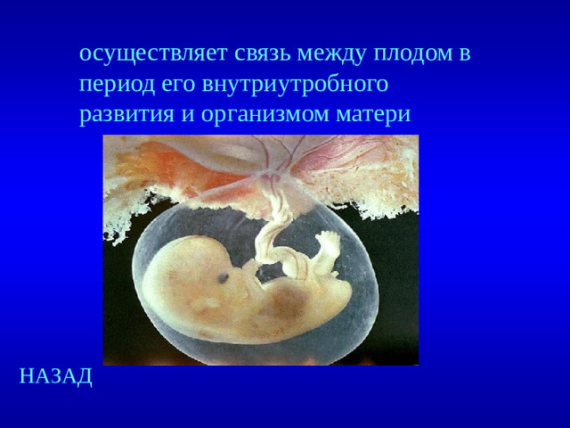 осуществляет связь между плодом в период его внутриутробного развития и организмом матери НАЗАД
