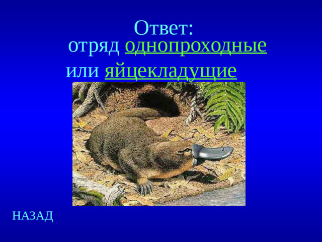 Ответ:  отряд однопроходные или яйцекладущие НАЗАД
