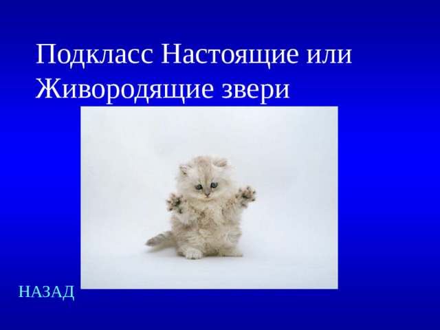 Подкласс Настоящие или Живородящие звери НАЗАД