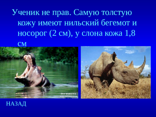 Ученик не прав. Самую толстую кожу имеют нильский бегемот и носорог (2 см), у слона кожа 1,8 см НАЗАД