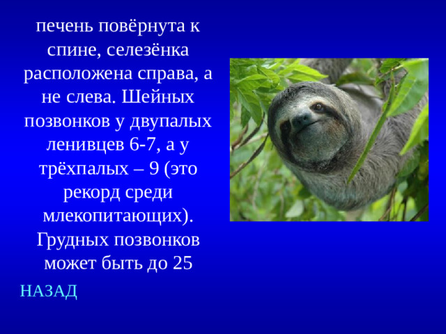печень повёрнута к спине, селезёнка расположена справа, а не слева. Шейных позвонков у двупалых ленивцев 6-7, а у трёхпалых – 9 (это рекорд среди млекопитающих). Грудных позвонков может быть до 25 НАЗАД