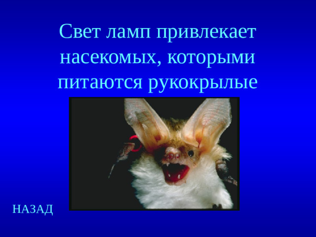 Свет ламп привлекает насекомых, которыми питаются рукокрылые НАЗАД