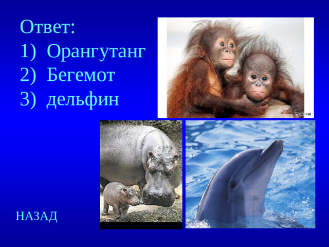 Ответ: Орангутанг Бегемот дельфин НАЗАД